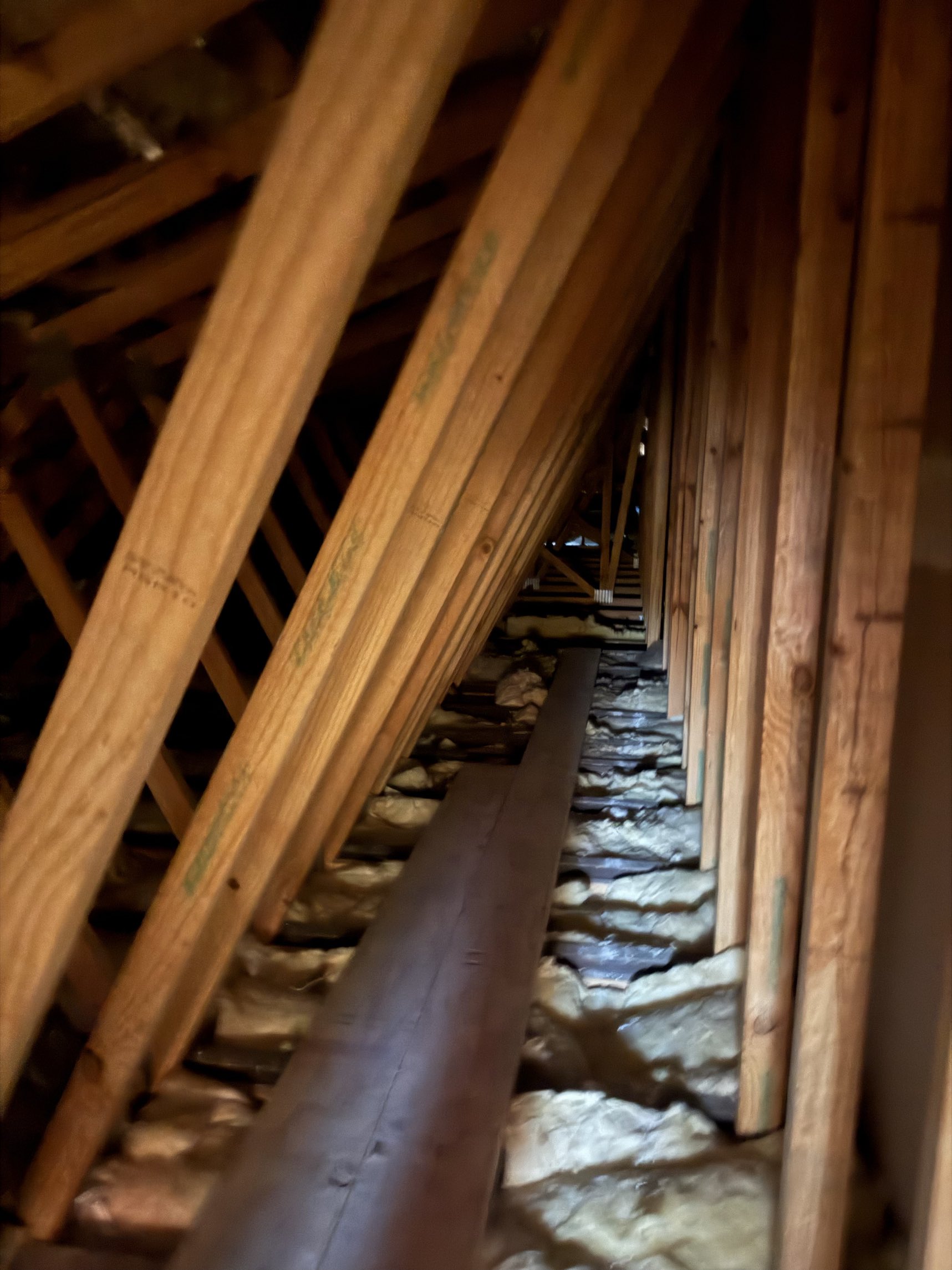 Bondi attic before - exposed timber rafters
